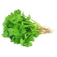 Coriander