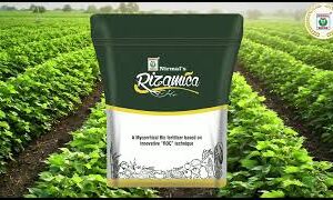 100 grams रायझामीका / Rizamica (Nirmal seeds)